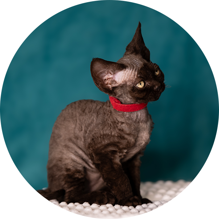 Splendid Cats – domowa hodowla kotów Devon Rex w Czapielsku